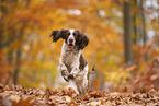 English Springer Spaniel