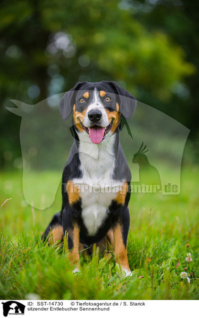 sitzender Entlebucher Sennenhund / SST-14730