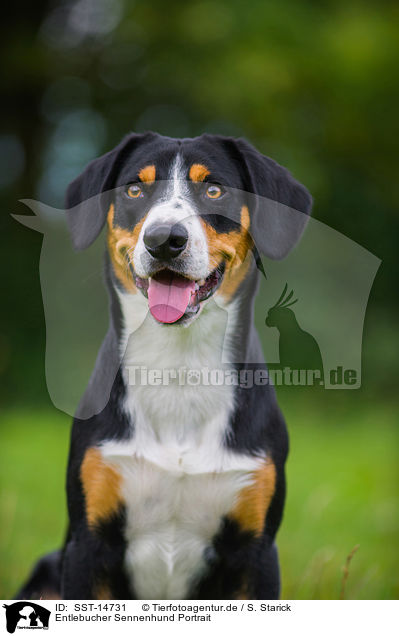 Entlebucher Sennenhund Portrait / SST-14731