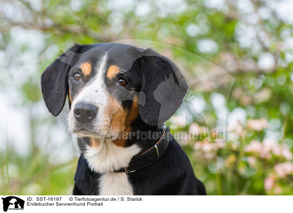 Entlebucher Sennenhund Portrait / Entlebucher Mountain Dog Portrait / SST-18197