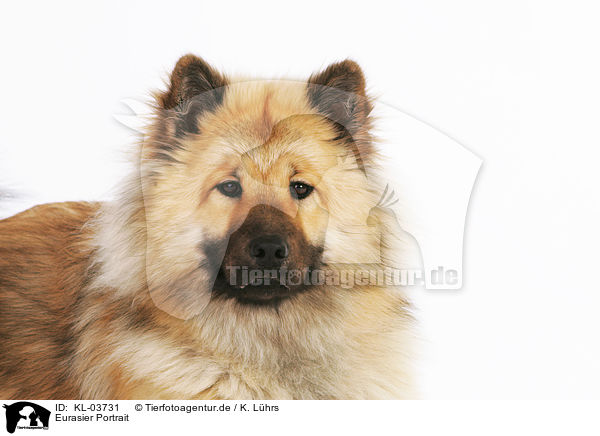 Eurasier Portrait / KL-03731
