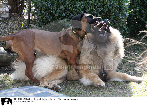 2 spielende Hunde / 2 playing dogs / MH-01978