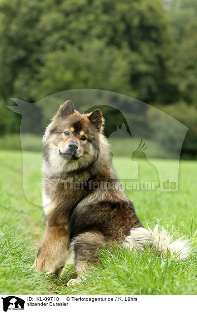 sitzender Eurasier / sitting Eurasier / KL-09718