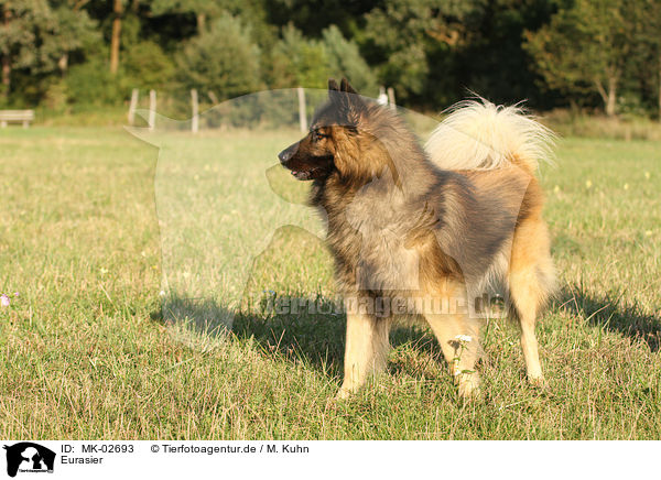 Eurasier / eurasian / MK-02693