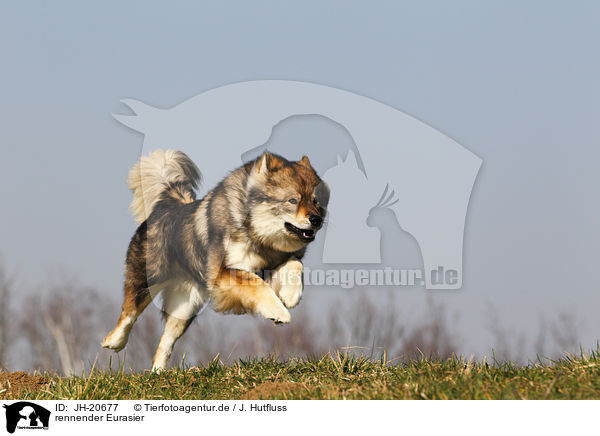 rennender Eurasier / running Eurasian Dog / JH-20677