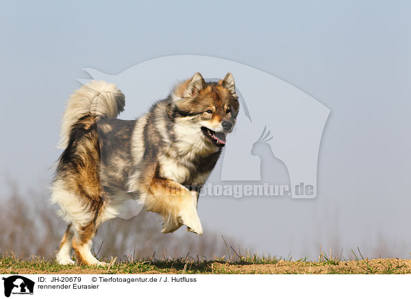 rennender Eurasier / running Eurasian Dog / JH-20679