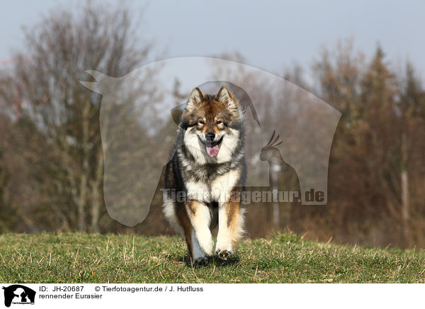 rennender Eurasier / running Eurasian Dog / JH-20687
