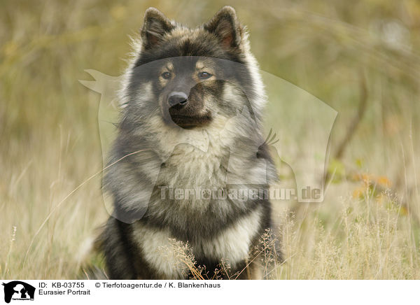 Eurasier Portrait / Eurasian Dog Portrait / KB-03755