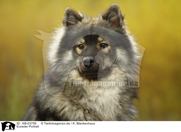 Eurasier Portrait / Eurasian Dog Portrait / KB-03756