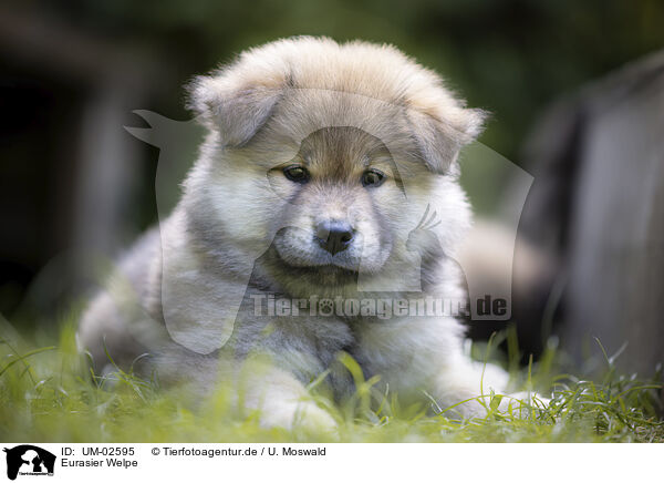 Eurasier Welpe / eurasian puppy / UM-02595