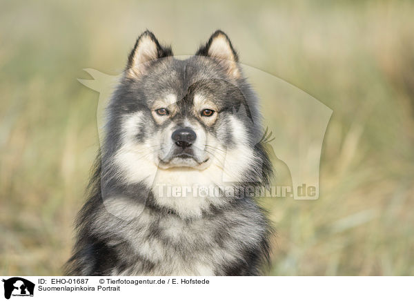 Suomenlapinkoira Portrait / Suomenlapinkoira Portrait / EHO-01687