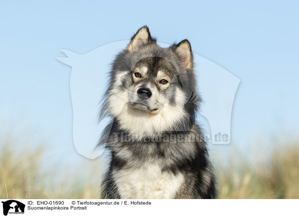 Suomenlapinkoira Portrait / Suomenlapinkoira Portrait / EHO-01690