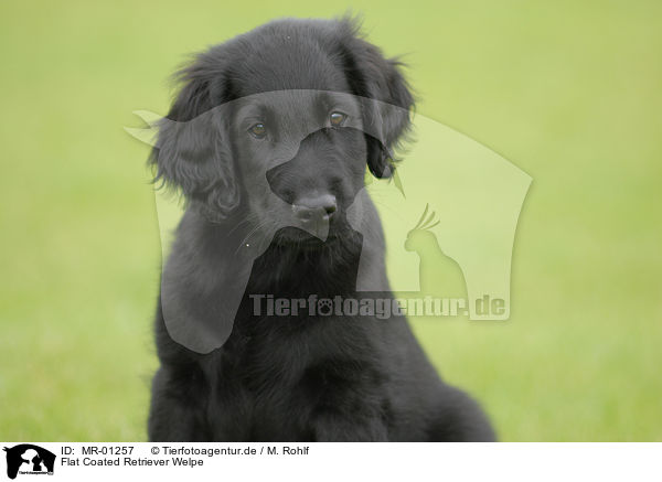 Flat Coated Retriever Welpe / Flat Coated Retriever puppy / MR-01257
