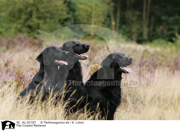 Flat Coated Retriever / Flat Coated Retriever / KL-02187