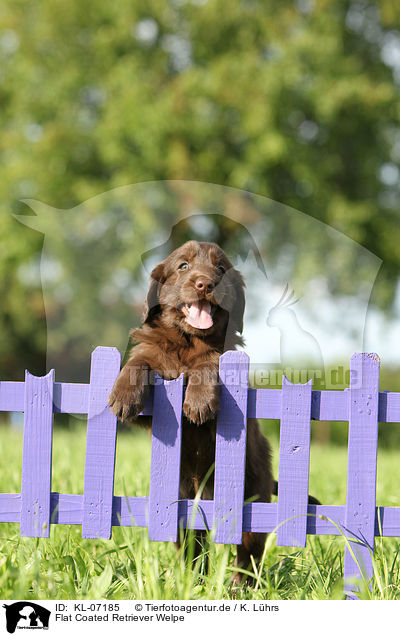 Flat Coated Retriever Welpe / Flat Coated Retriever Puppy / KL-07185