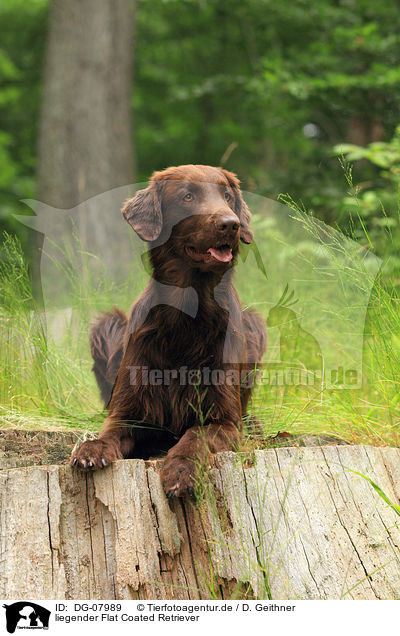 liegender Flat Coated Retriever / lying Flat Coated Retriever / DG-07989
