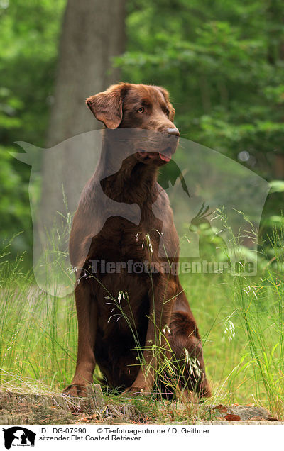 sitzender Flat Coated Retriever / sitting Flat Coated Retriever / DG-07990