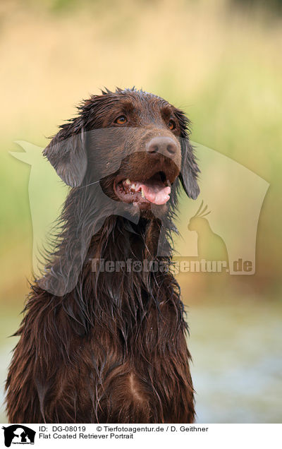 Flat Coated Retriever Portrait / Flat Coated Retriever Portrait / DG-08019