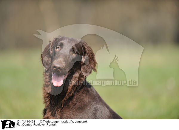 Flat Coated Retriever Portrait / YJ-10438