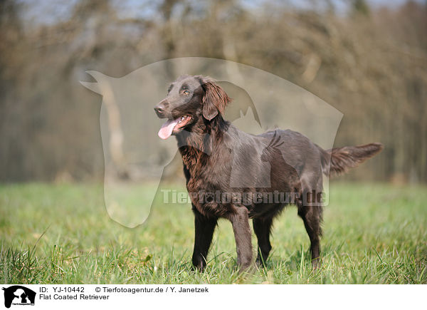 Flat Coated Retriever / Flat Coated Retriever / YJ-10442