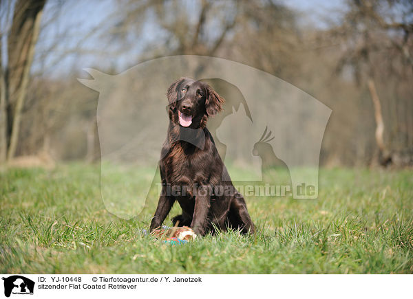 sitzender Flat Coated Retriever / sitting Flat Coated Retriever / YJ-10448