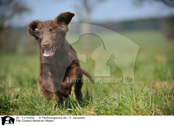 Flat Coated Retriever Welpe / Flat Coated Retriever Puppy / YJ-10454