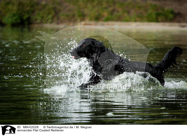rennender Flat Coated Retriever / running Flat Coated Retriever / MW-02028