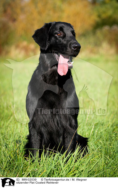 sitzender Flat Coated Retriever / sitting Flat Coated Retriever / MW-02039