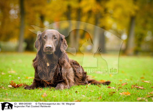 liegender Flat Coated Retriever / lying Flat Coated Retriever / MW-06090