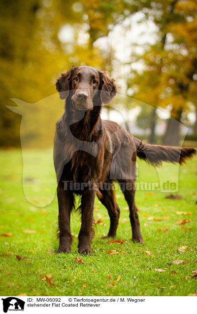 stehender Flat Coated Retriever / standing Flat Coated Retriever / MW-06092