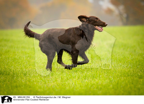 rennender Flat Coated Retriever / running Flat Coated Retriever / MW-06159