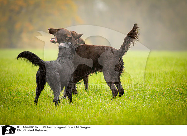 Flat Coated Retriever / Flat Coated Retriever / MW-06167