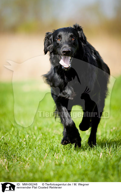 rennender Flat Coated Retriever / running Flat Coated Retriever / MW-06246