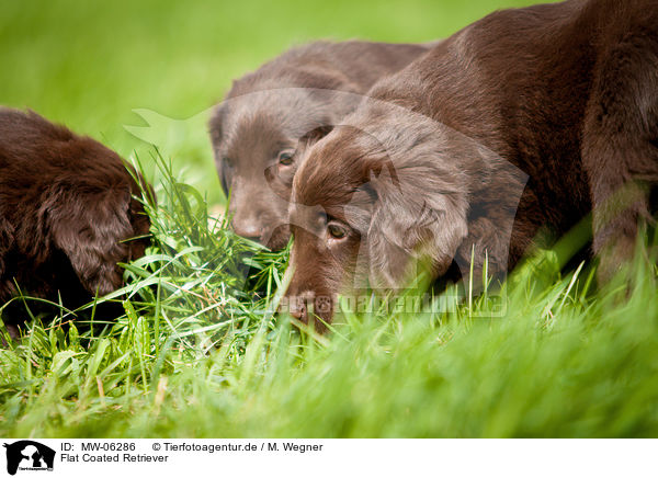 Flat Coated Retriever / Flat Coated Retriever / MW-06286