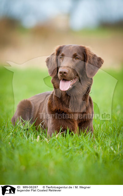 liegender Flat Coated Retriever / lying Flat Coated Retriever / MW-06287