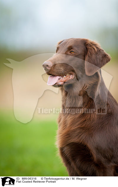 Flat Coated Retriever Portrait / Flat Coated Retriever Portrait / MW-06316