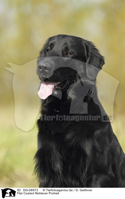 Flat Coated Retriever Portrait / Flat Coated Retriever Portrait / DG-08973