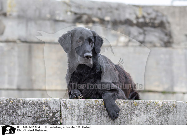Flat Coated Retriever / Flat Coated Retriever / MAH-01104
