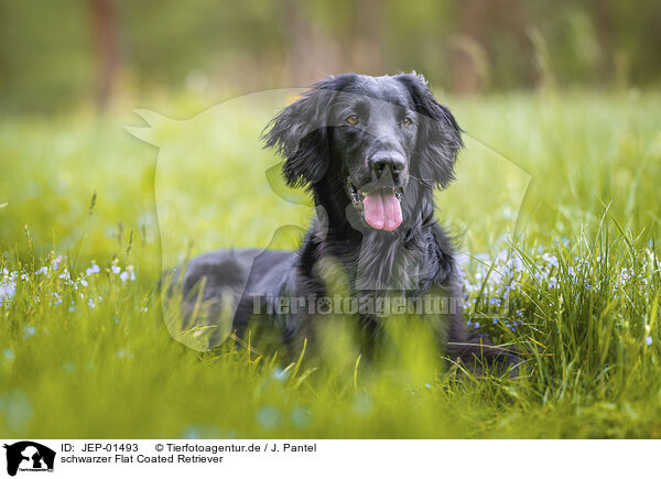 schwarzer Flat Coated Retriever / black Flat Coated Retriever / JEP-01493