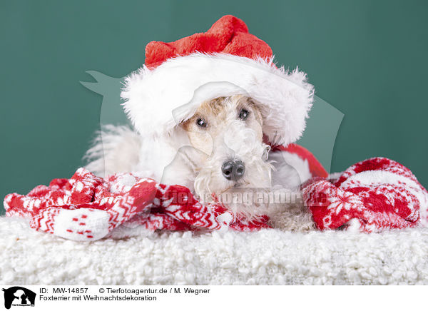 Foxterrier mit Weihnachtsdekoration / Fox terrier with christmas decoration / MW-14857