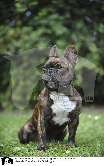 sitzende Franz�sische Bulldogge / sitting French Bulldog / SST-09052