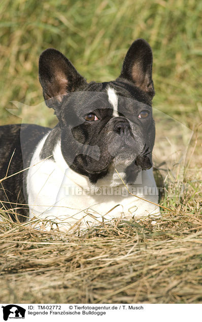 liegende Franz�sische Bulldogge / lying French Bulldog / TM-02772