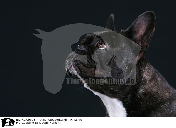 Franz�sische Bulldogge Portrait / French Bulldog Portrait / KL-09053