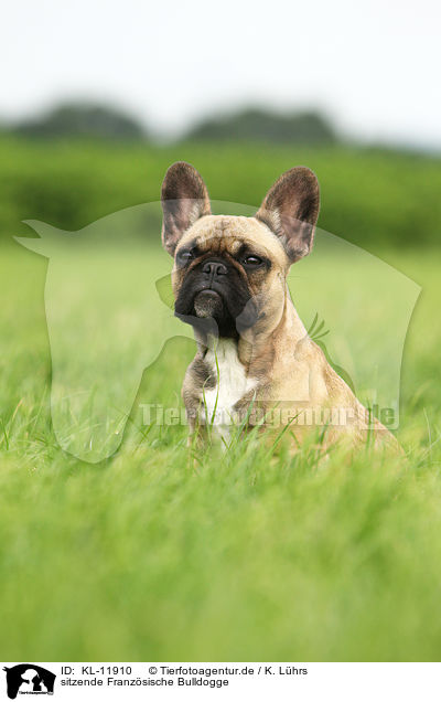 sitzende Franz�sische Bulldogge / sitting French Bulldog / KL-11910