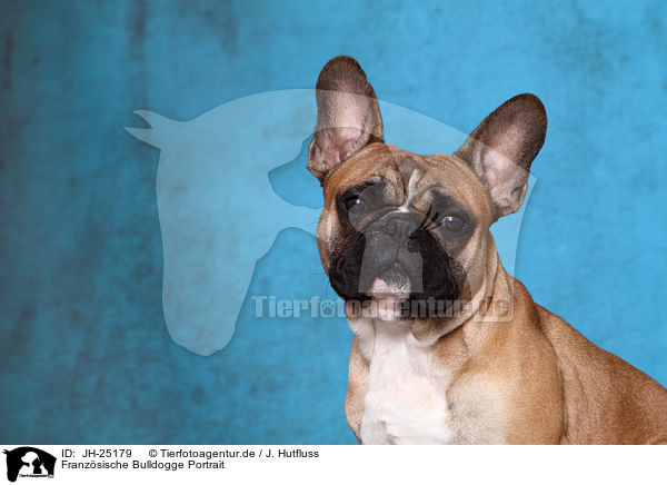 Franz�sische Bulldogge Portrait / French Bulldog Portrait / JH-25179