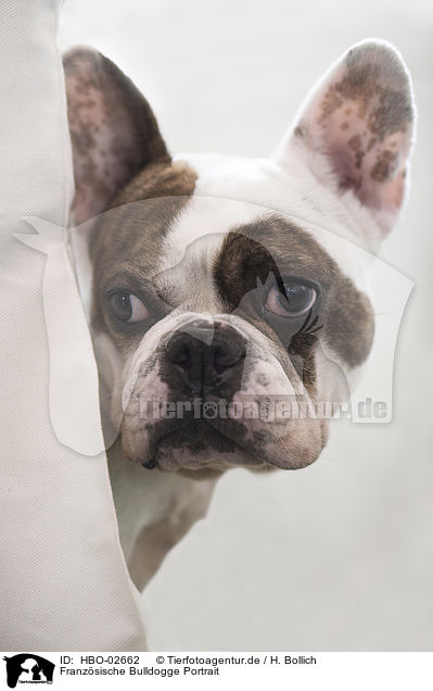 Franz�sische Bulldogge Portrait / French Bulldog Portrait / HBO-02662