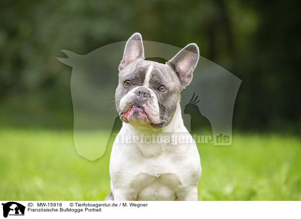 Franz�sische Bulldogge Portrait / French Bulldog Portrait / MW-15918