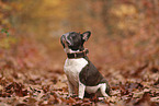 Franz�sische Bulldogge