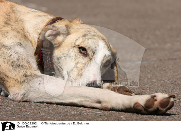 Galgo Espanol / Galgo Espanol / DG-02292