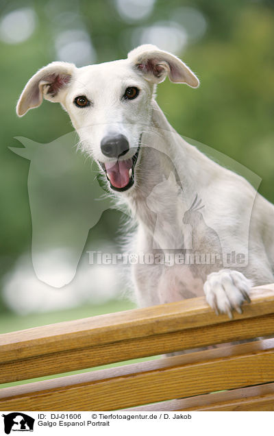 Galgo Espanol Portrait / Galgo Espanol Portrait / DJ-01606